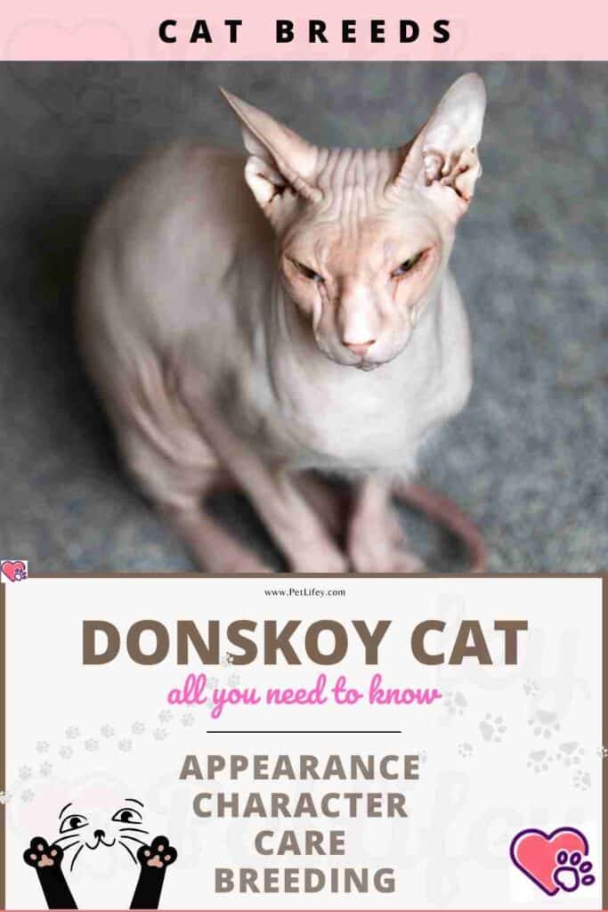Donskoy or Don sphynx Cat appearance, character, care, breeding