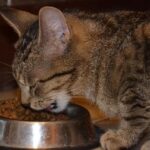 Dry-or-wet-cat-food-Differences-and-what-you-should-consider