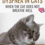 Dyspnea in cats: when the cat does not breathe well