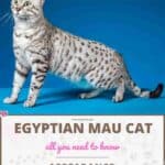 Egyptian-Mau-Cat-appearance-character-care-breeding-1