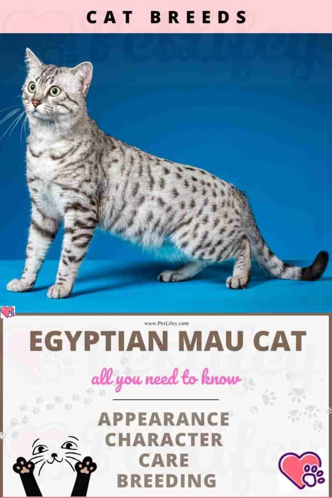 Egyptian Mau Cat appearance, character, care, breeding