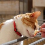 Feeding the cat: the most common mistakes and how to avoid them