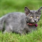 Flea collar for cats: how to choose it