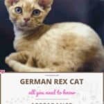 German Rex Cat: appearance, character, care, breeding