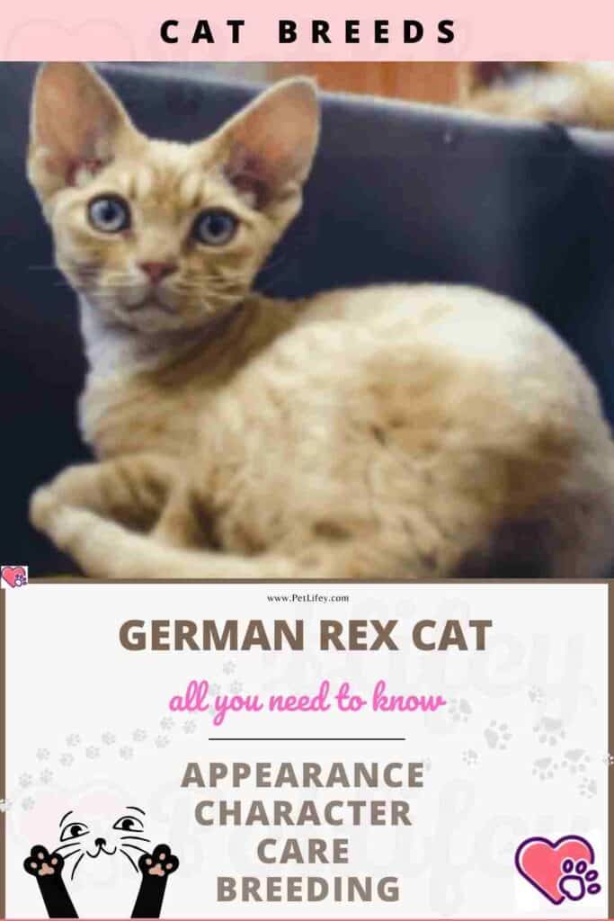 German Rex Cat appearance, character, care, breeding