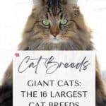 Giant Cats: The 16 Largest Cat Breeds