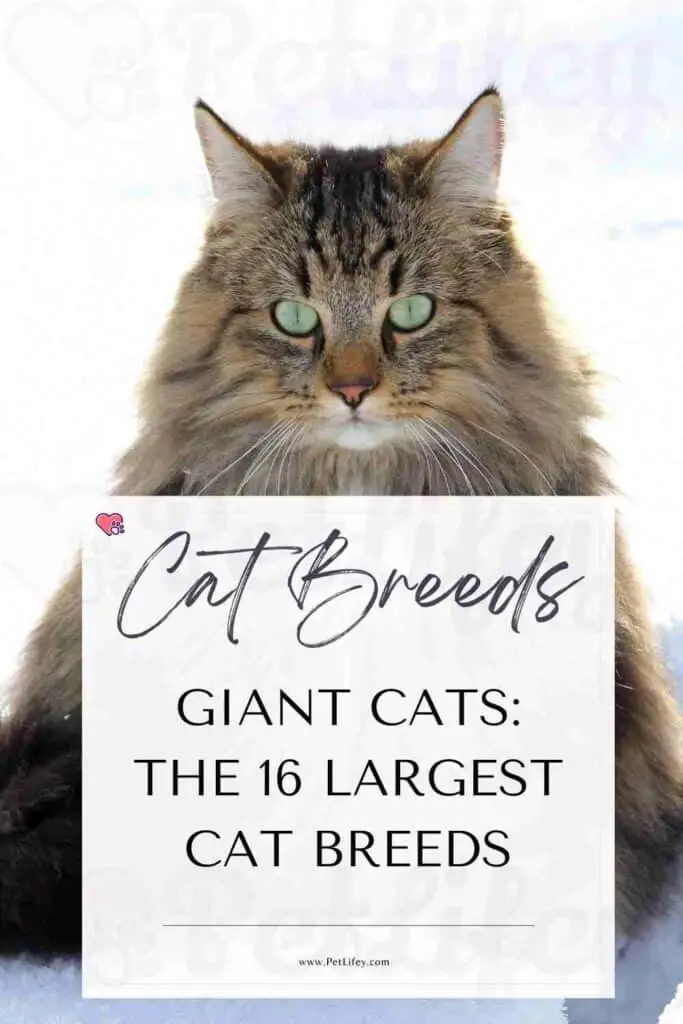 Giant Cats The 16 Largest Cat Breeds