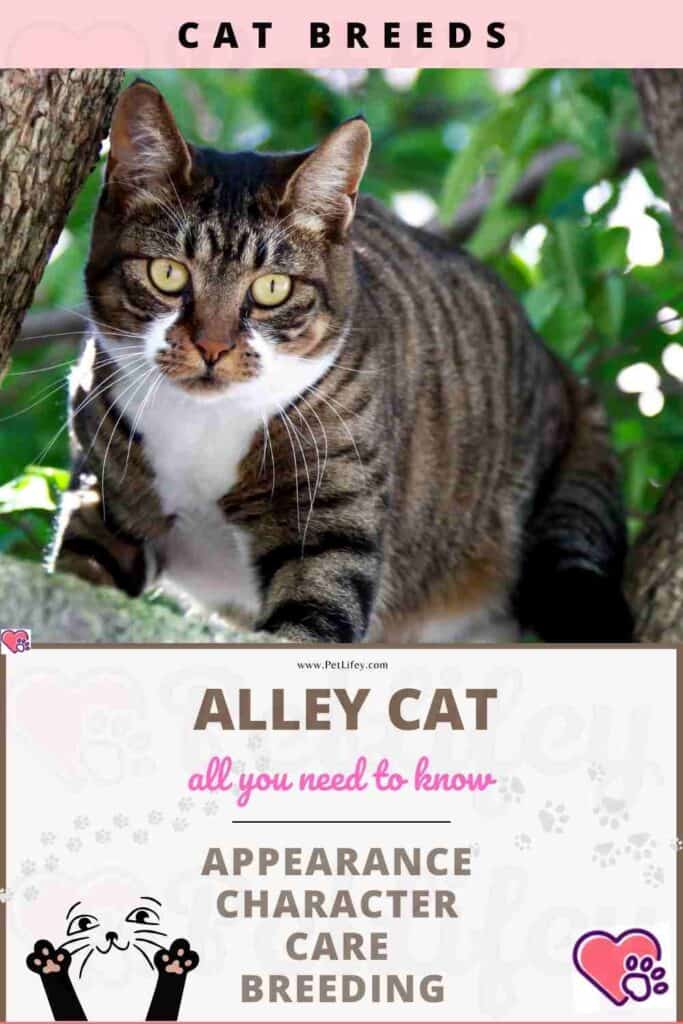 Gutter or Alley Cat  appearance, character, care, breeding