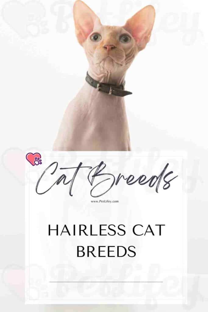 Hairless Cat Breeds