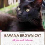Havana Brown Cat : appearance, character, care, breeding