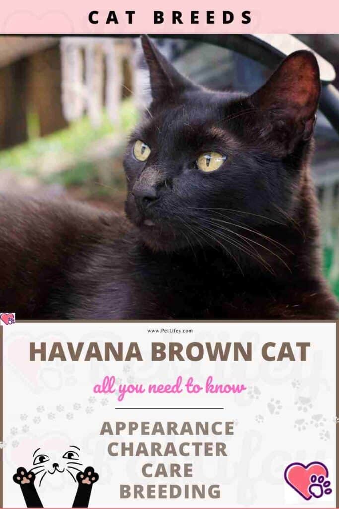 Havana Brown Cat  appearance, character, care, breeding