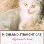 Highland Straight Cat: appearance, character, care, breeding