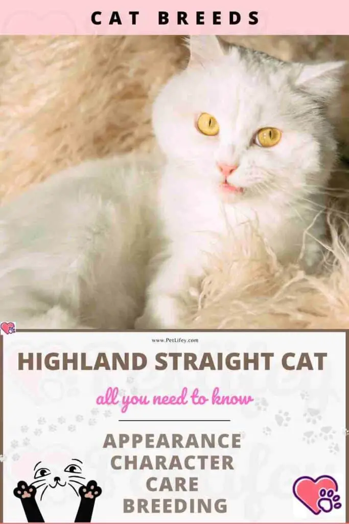 Highland Straight Cat appearance, character, care, breeding