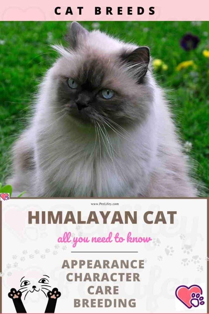 Himalayan Cat appearance, character, care, breeding