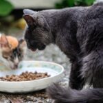 How much should you feed your cat: quantity based on weight and age of the cat