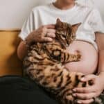 How to prepare your cat for the arrival of a baby?