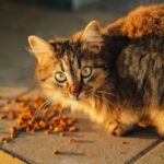 How to store cat food: some tips
