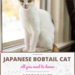 Japanese Bobtail Cat: appearance, character, care, breeding