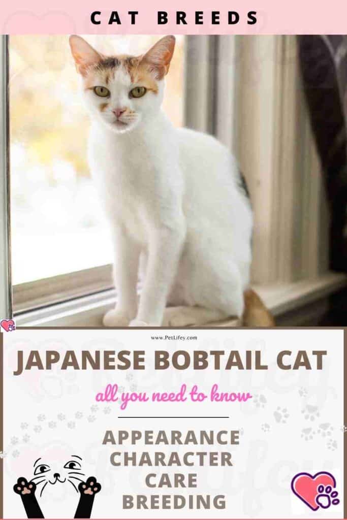 Japanese Bobtail Cat appearance, character, care, breeding