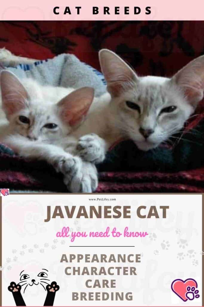 Javanese Cat appearance, character, care, breeding