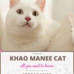 Khao Manee Cat: appearance, character, care, breeding