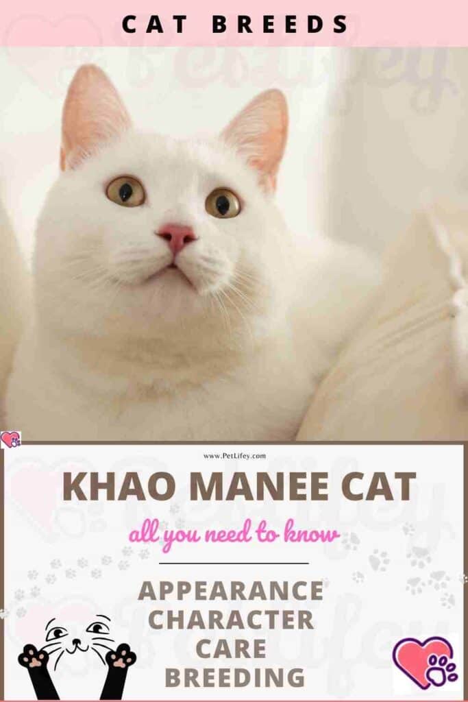 Khao Manee Cat appearance, character, care, breeding