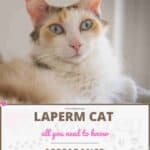 LaPerm Cat: appearance, character, care, breeding