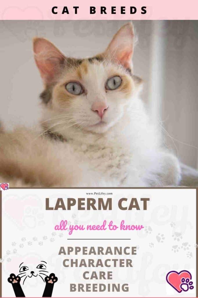 LaPerm Cat appearance, character, care, breeding