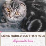 Long haired Scottish fold: appearance, character, care, breeding