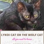 Lykoi cat or the wolf cat: appearance, character, care, breeding