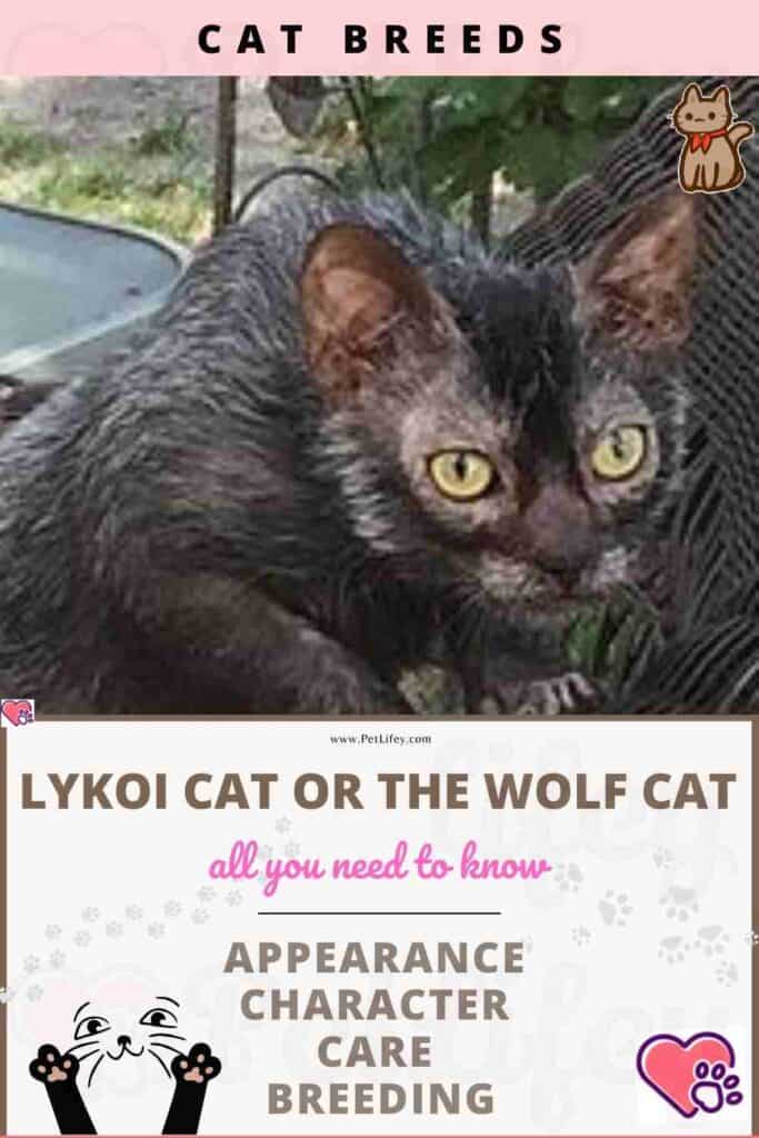Lykoi cat or the wolf cat: appearance, character, care, breeding