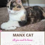 Manx Cat: appearance, character, care, breeding