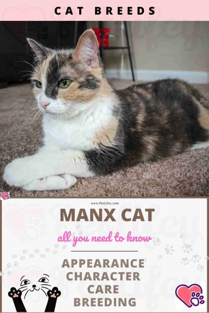 Manx Cat appearance, character, care, breeding