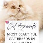 Most beautiful Cat breeds in the world