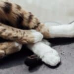 My cat is attacking its tail: 5 reasons why