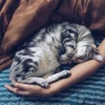 My cat sleeps with me: 5 reasons why