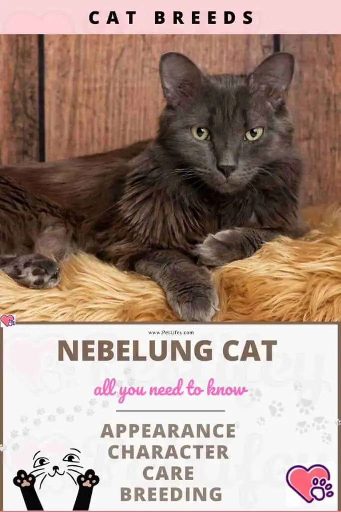 Nebelung Cat appearance, character, care, breeding