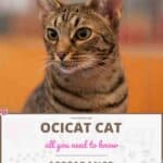 Ocicat Cat: appearance, character, care, breeding