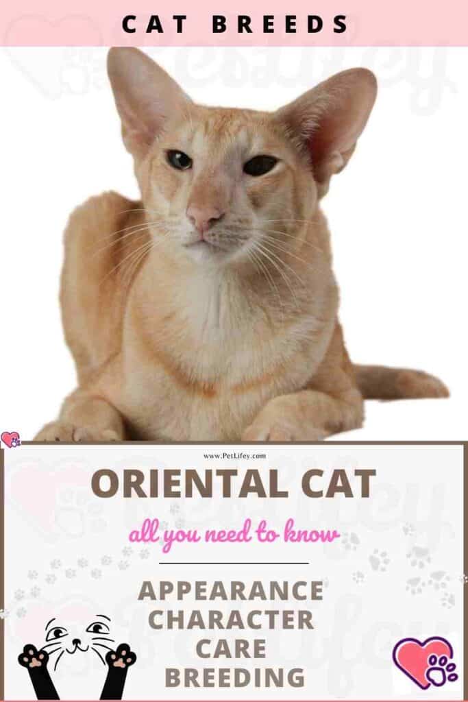 Oriental Cat appearance, character, care, breeding