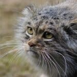 Pallas's Cat or manul or even steppe cat: appearance, character, care, breeding