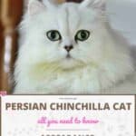 Persian-Chinchilla-Cat-appearance-character-care-breeding-1