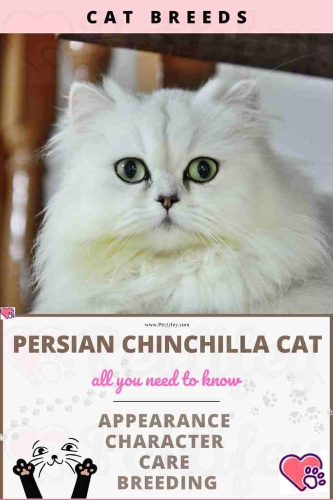 Persian Chinchilla Cat appearance, character, care, breeding