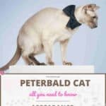 Peterbald Cat: appearance, character, care, breeding