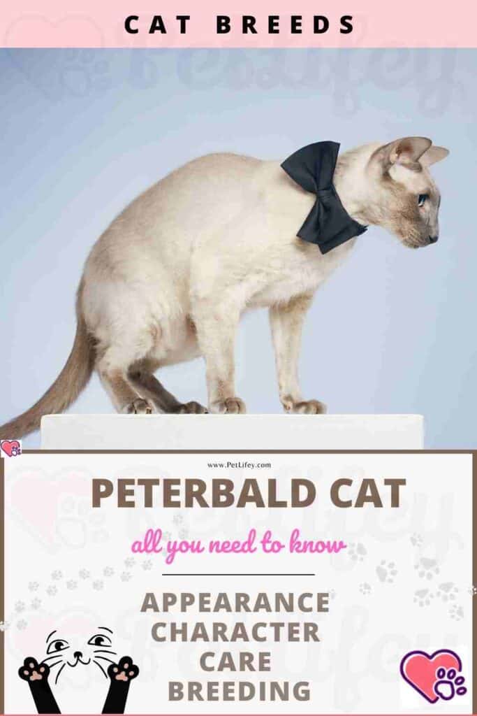 Peterbald Cat appearance, character, care, breeding