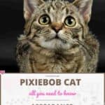 Pixiebob Cat: appearance, character, care, breeding