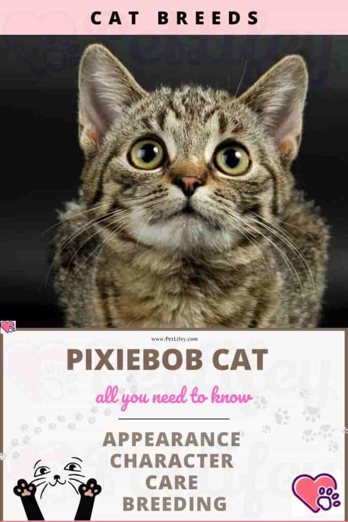 Pixiebob Cat appearance, character, care, breeding