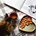 Proteins for Cats: which ones are essential for their well-being