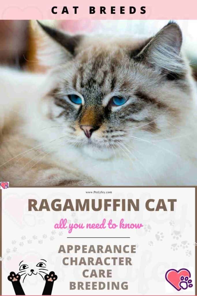 Ragamuffin Cat appearance, character, care, breeding