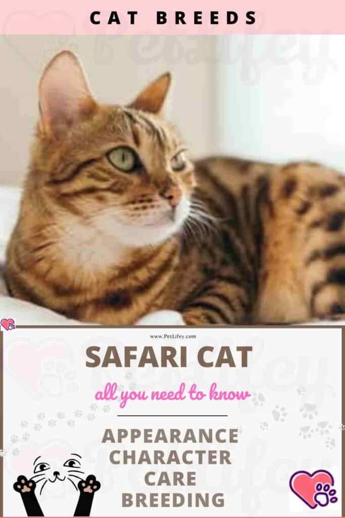 Safari Cat appearance, character, care, breeding