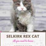 Selkirk rex Cat: appearance, character, care, breeding